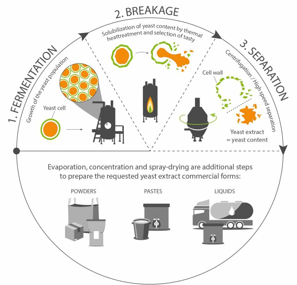 What is yeast extract in food ? Explore in detail - Biospringer