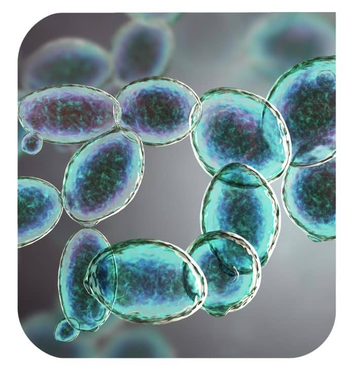 10 reasons to choose yeast protein in food formulations