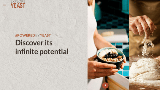 What is yeast and whi it is important