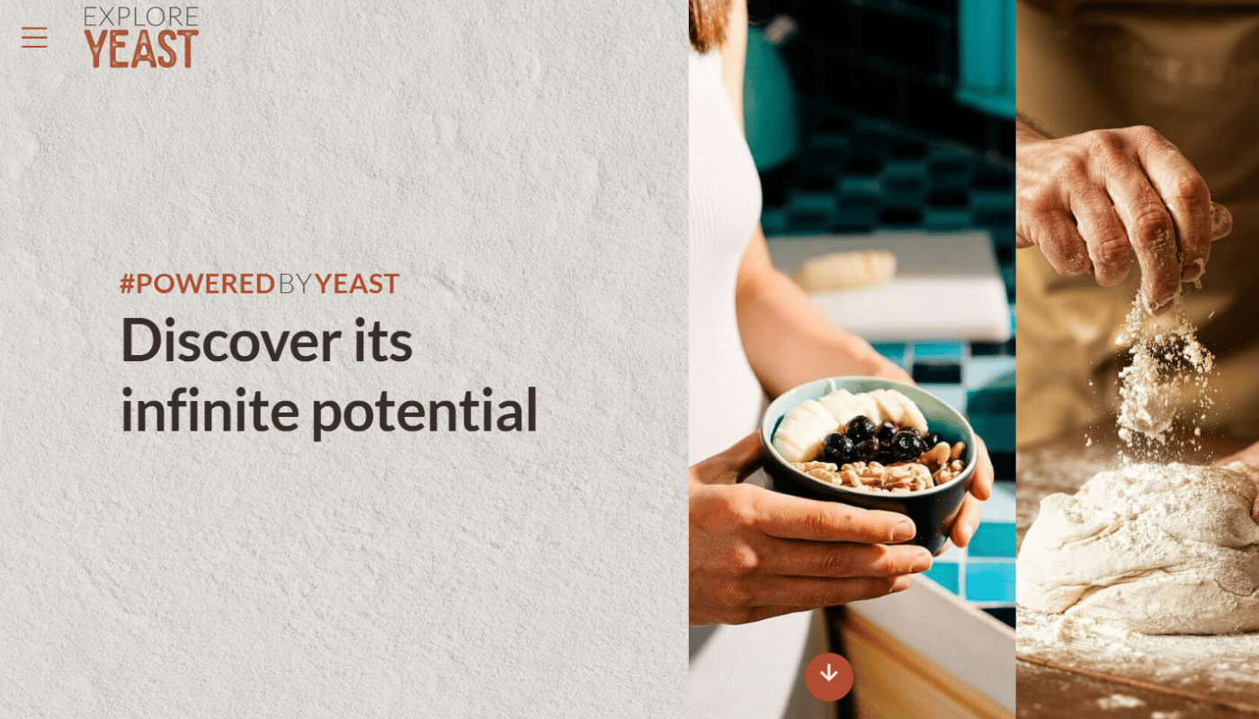 What is yeast and whi it is important